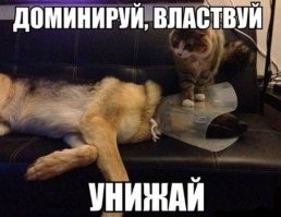 Наглость – второе счастье. Версия от братьев наших меньших