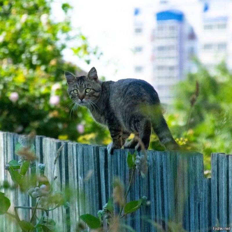 Витебский кошатник))).