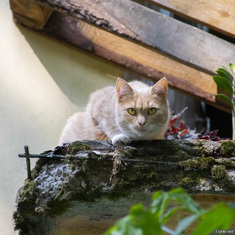 Витебский кошатник))).