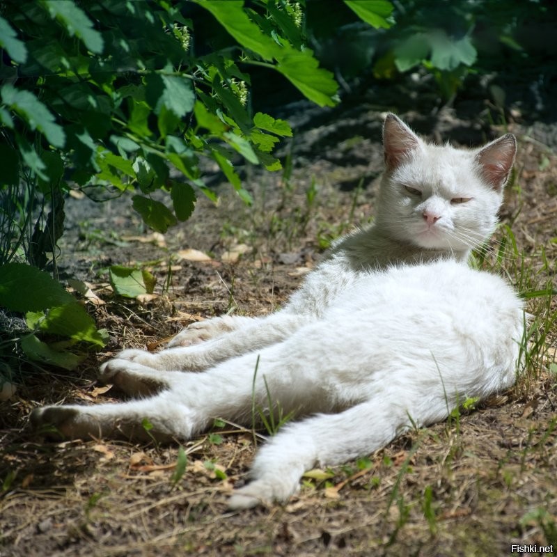 Витебский кошатник))).