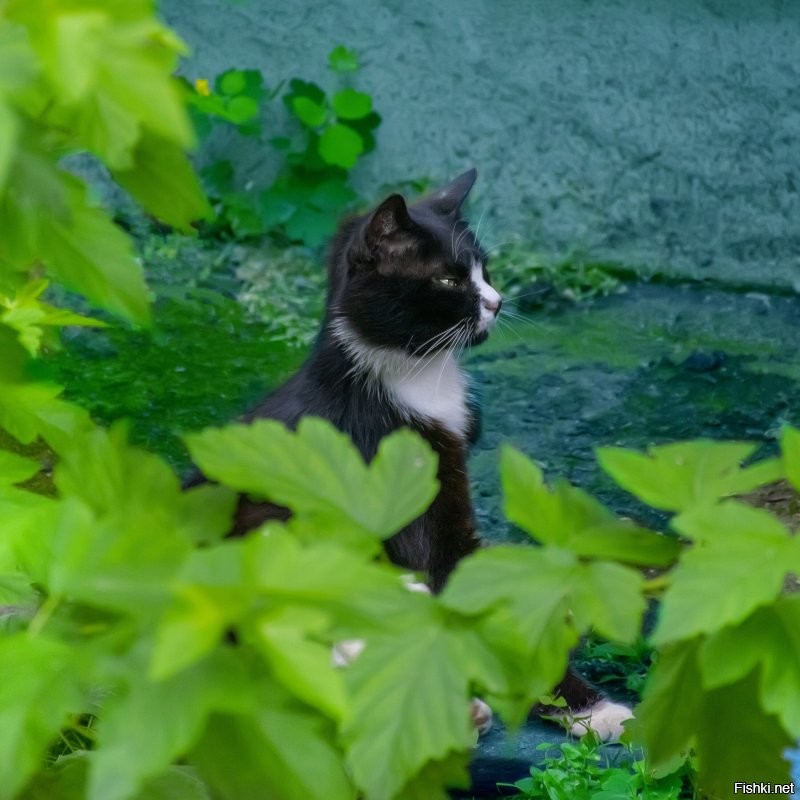 Витебский кошатник))).