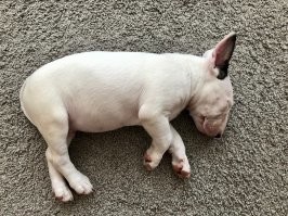 16 фотосравнений, которые показывают, как быстро растут и меняются собаки