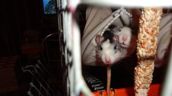 20+ доказательств того, что крысы тоже могут быть милыми