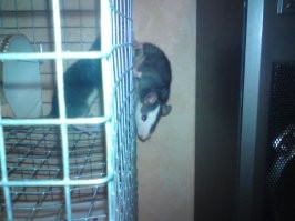 20+ доказательств того, что крысы тоже могут быть милыми