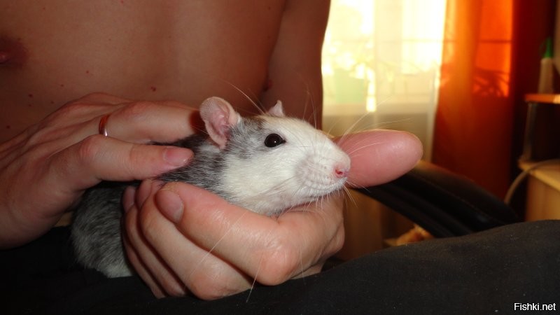 20+ доказательств того, что крысы тоже могут быть милыми