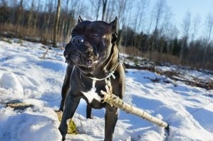 Мой такую лапой задавил