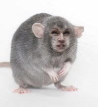 20+ доказательств того, что крысы тоже могут быть милыми