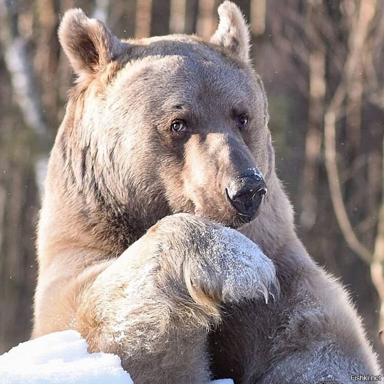 Зверь, который нашёл общий язык с людьми - медведь Степа.