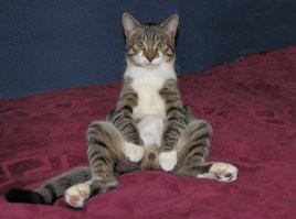 20 лучших фотографий кошек