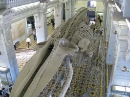 Питерский побольше будет