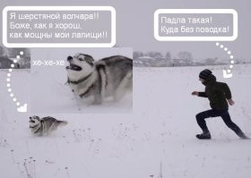 Хаски не хочет связываться с щёткой для вычесывания шерсти