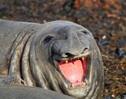 Морж подшутил над фотографирующейся рядом с ним девушкой