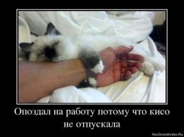 10 лучших фотографий кошек всех времён