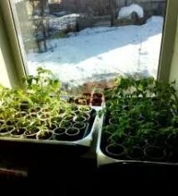 Агроном из Вас не важный.