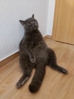 10 лучших фотографий кошек всех времён