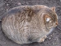 Что смеётесь, просто у котейки кость пушистая!