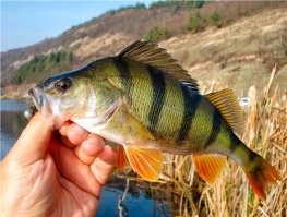 Вот оно че Михалыч !