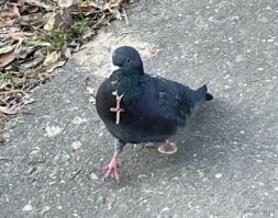 Голубь птица избранная, почитаемая. Поэтому не нужно удивляться чудесам ими творимыми.