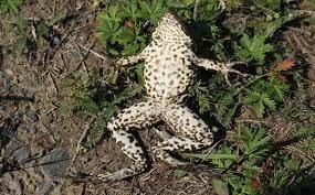 Лягушка, похожая на дырку в бетоне: