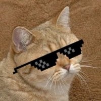 Самостоятельный кот, которому не нужна помощь