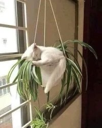 20 снимков котов, обнаруженных там, где их меньше всего ожидали застать