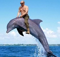 Встретились как-то два дельфина: какие диалекты существуют среди дельфинов
