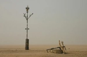 Че-то вспомнилась статья: 

Дерево Тенере.

Никто не мог объяснить – как на северо-востоке африканского государства Нигер в пустыне Тенере выросла акация, которую называли самым одиноким деревом на Земле?

На расстоянии в 400 километров вокруг других деревьев не было. Климат Тенере настолько суров, что здесь практически нет растительности. Ученые заинтересовались этим деревом в тридцатых годах прошлого века, и установили, что ему уже около 300 лет.

Все эти годы одинокое дерево было настоящим раем для караванщиков, следующих по раскаленной пустыне. Здесь можно было отдохнуть в тени и напиться воды, рядом были пробурены два колодца – грунтовые воды залегали на глубине около 30 метров, каким-то образом акация смогла дотянуться корнями до спасительной влаги и выжить.

Было выдвинуто предположение, что много тысячелетий назад, когда климат в этих местах был более благоприятным, здесь находилось озеро, вокруг которого буйно цвела растительность. Археологи обнаружили в окрестности наконечники стрел и кости животных: жирафов, слонов, антилоп.

Правда, с таким утверждением не согласны туареги – народ группы берберов, издавна населявший эти места. У жителей пустыни свое объяснение – в дерево был превращен непокорный юноша по воле бога грома и молнии. Этот юноша не преклонял колен перед богом Адобу и не приносил ему жертв, за что и был сурово наказан.

На языке туареги название пустыни Тенере означает «обособленная земля». Так оно и есть, основные караванные пути огибали стороной этот негостеприимный край. Через пустыню Тенере проходила лишь одна 700-километровая дорога, по которой дважды в год (зимой и весной) шли караваны, перевозившие соль, которую добывают в районе города Бильма.

Местные жители строго следили за тем, чтобы уникальному дереву не причинялось вреда. Даже сорвать одну ветку считалось страшным преступлением. Но, спасти достопримечательность пустыни Тенере все-таки не удалось. Еще в 1959 году французский этнограф Анри Лот отмечал, что акация находится в весьма печальном состоянии. Часть кроны была сломана, вероятно, ураганом. Тем не менее, дерево продолжало бороться за жизнь и спасать своей тенью путников. 

Трагедия случилась в 1973 году. Пьяный водитель, управляя грузовиком, врезался в дерево и окончательно разрушил его. Интересно, что погибшему дереву была оказана большая честь – 8 ноября того же года его ствол был перевезен в столицу государства Нигер – город Ниамей. Здесь, в Национальном музее Нигера, для него был сооружен специальный павильон. Для организации перевозки была создана специальная комиссия.  

А на месте, где три столетия находилось самое одинокое дерево в мире, был установлен металлический памятник. Он не только служит напоминанием о погибшей акации, но и является ориентиром для караванщиков, указывая путь в пустыне Тенере. Кстати, не все поддерживают версию о том, что дерево свалил пьяный водитель. Есть и другое предположение – виновником был сильный ветер.

Об уникальности одинокого дерева в пустыне Тенере свидетельствует даже тот факт, что оно наносилось на карты масштабом 1:4000000.. Какое еще дерево удостоилось такой чести? 

Само дерево Тенере и памятник ему:
