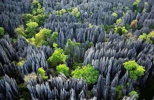 Просто раньше были каменные растения, а они долго не гниют  
Каменные леса есть и в Самарской области, и в Орловской, и даже на Мадагаскаре.
Понимаете, древние ветры были настолько сильными, что переносили по всему свету каменные семена каменных деревьев