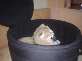 В чехле от барабана уютно)