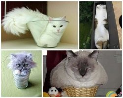 20 снимков котов, обнаруженных там, где их меньше всего ожидали застать