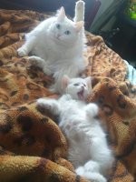 Круче одного кота, может быть только несколько котов