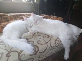 Круче одного кота, может быть только несколько котов