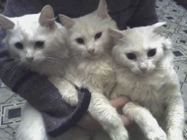 Круче одного кота, может быть только несколько котов