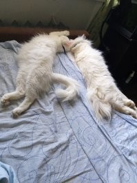 Круче одного кота, может быть только несколько котов