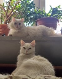 Круче одного кота, может быть только несколько котов