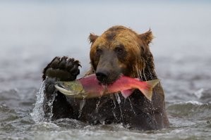 Мишка!!! Фу!!!