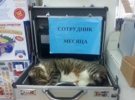 20 снимков котов, обнаруженных там, где их меньше всего ожидали застать