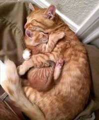 30 лучших фото котов всех времён