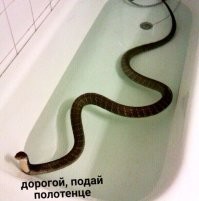 "Ну мы же милые?": забавные фото с домашними змеями