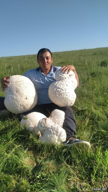 У нас (В Южном Казахстане, горы Кос Тура) в этом году грибы почти не было. Поэтому и грибников тоже. На майские праздники были найдены эти экземпляры. Никто вовремя не нашёл называется..