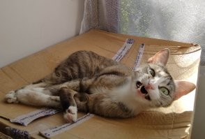 30 лучших фото котов всех времён