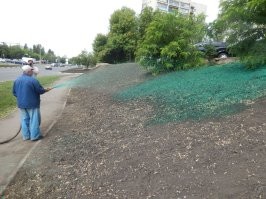 Такие же как автор, дурачки, возмущаются, что в городах землю зеленой краской красят... Вместо того, что бы траву сеять