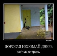 "Ну мы же милые?": забавные фото с домашними змеями