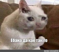 10 лучших фотографий кошек всех времен и народов