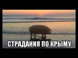 В помощь украинским беженцам Кабмин Германии предложил кабанчика Мыколу