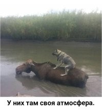 Калейдоскоп позитива. Выпуск 137