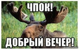 На Урале агрессивный конь держит в страхе всю округу