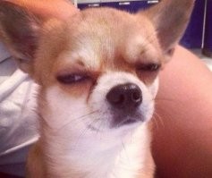 Что-то мне кот сильно подозрителен.