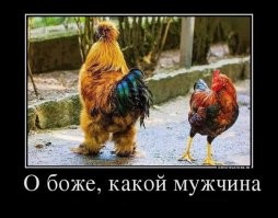 Смешные комментарии из&nbsp;социальных сетей-70