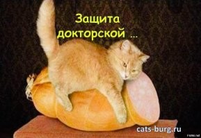 Жадина: забавная реакция льва на кучу мяса